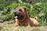 SHAR-PEI 858